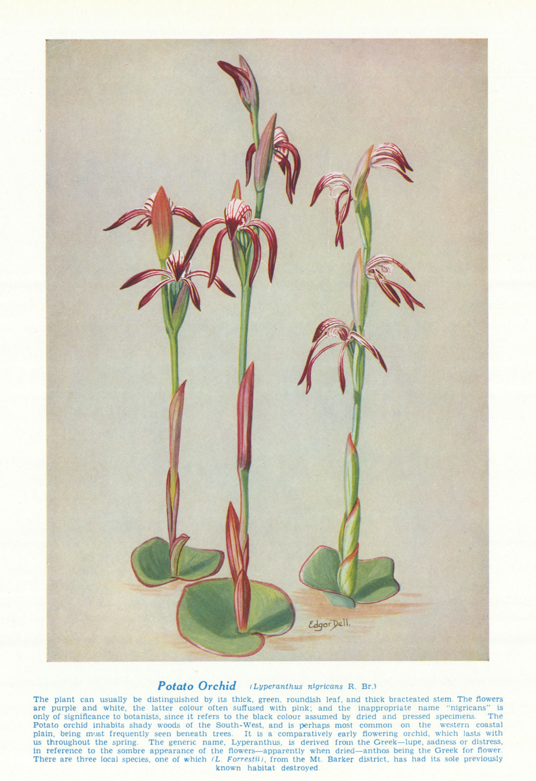 Potato Orchid (Lyperanthus nigricans). West Australian Wild Flowers 1950 print